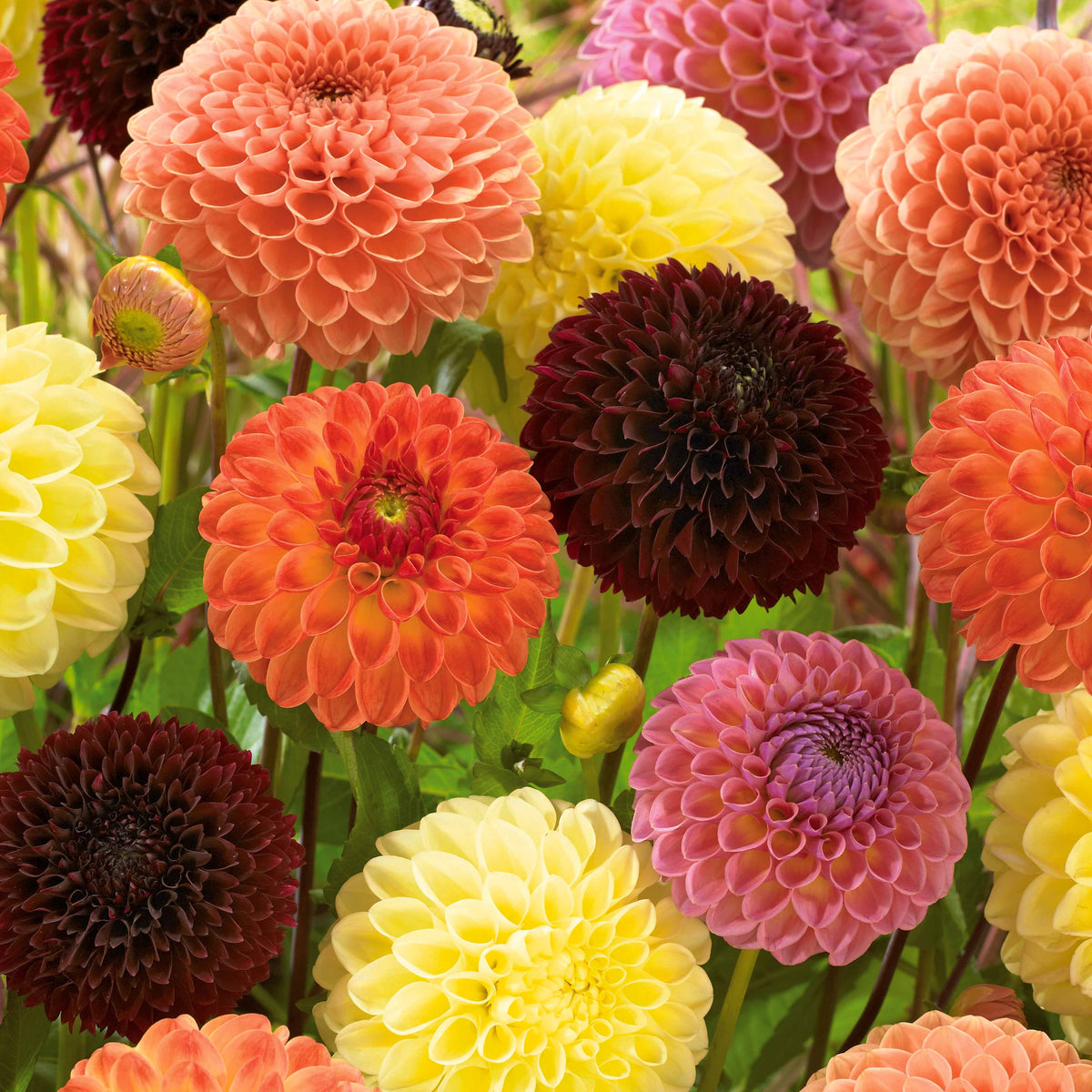 5 Dahlias Pompon Ball en mélange - Willemse