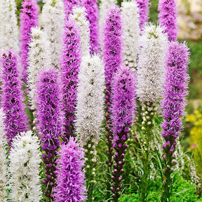 12 Plumes du Kansas mauves et blanches - Willemse