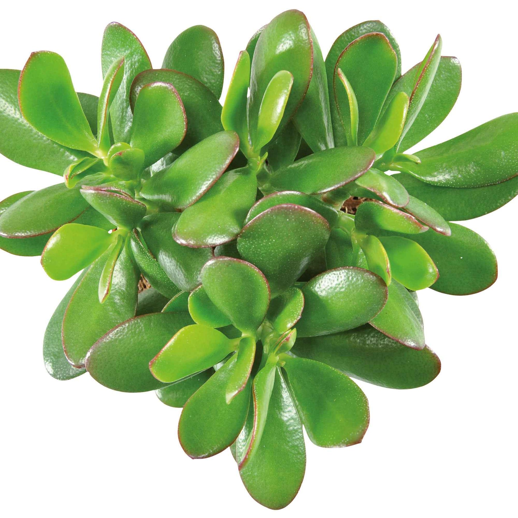 Crassula ovata argentea - Crassula ovata argentea - Crassula