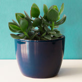 Crassula ovata argentea - Willemse