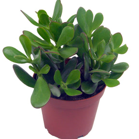 Crassula ovata argentea - Crassula ovata argentea - Crassula