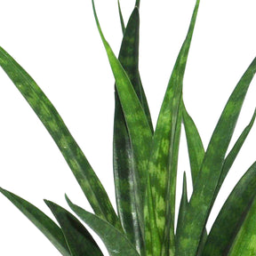 Sansevière kirkii Friends - Sansevieria kirkii friends - Plantes d'intérieur