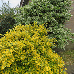 Euonymus fortunei Emerald and Gold - Fusain Emerald and Gold - Fusain