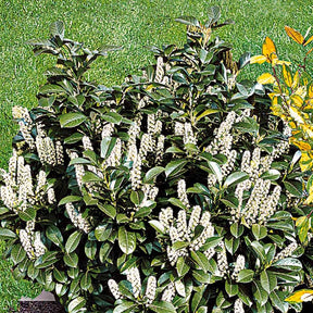 Prunus laurocerasus Caucasica - Laurier cerise - Lauriers