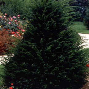 If Hicksii - Taxus media hicksii - Willemse