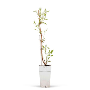 Campsis tagliabuana Indian Summer ® - Bignone Indian Summer ® sur tige - Arbustes sur tige