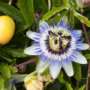 Passiflores - Passiflore bleue - Passiflora caerulea