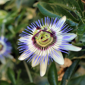 Vente Passiflore bleue - Passiflores