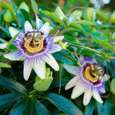 Passiflore bleue - Willemse