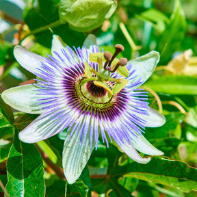 Vente Passiflore bleue