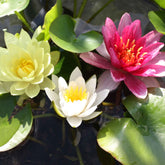 3 Nénuphars roses - jaunes - blancs - Willemse