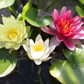 3 Nénuphars roses - jaunes - blancs - Willemse