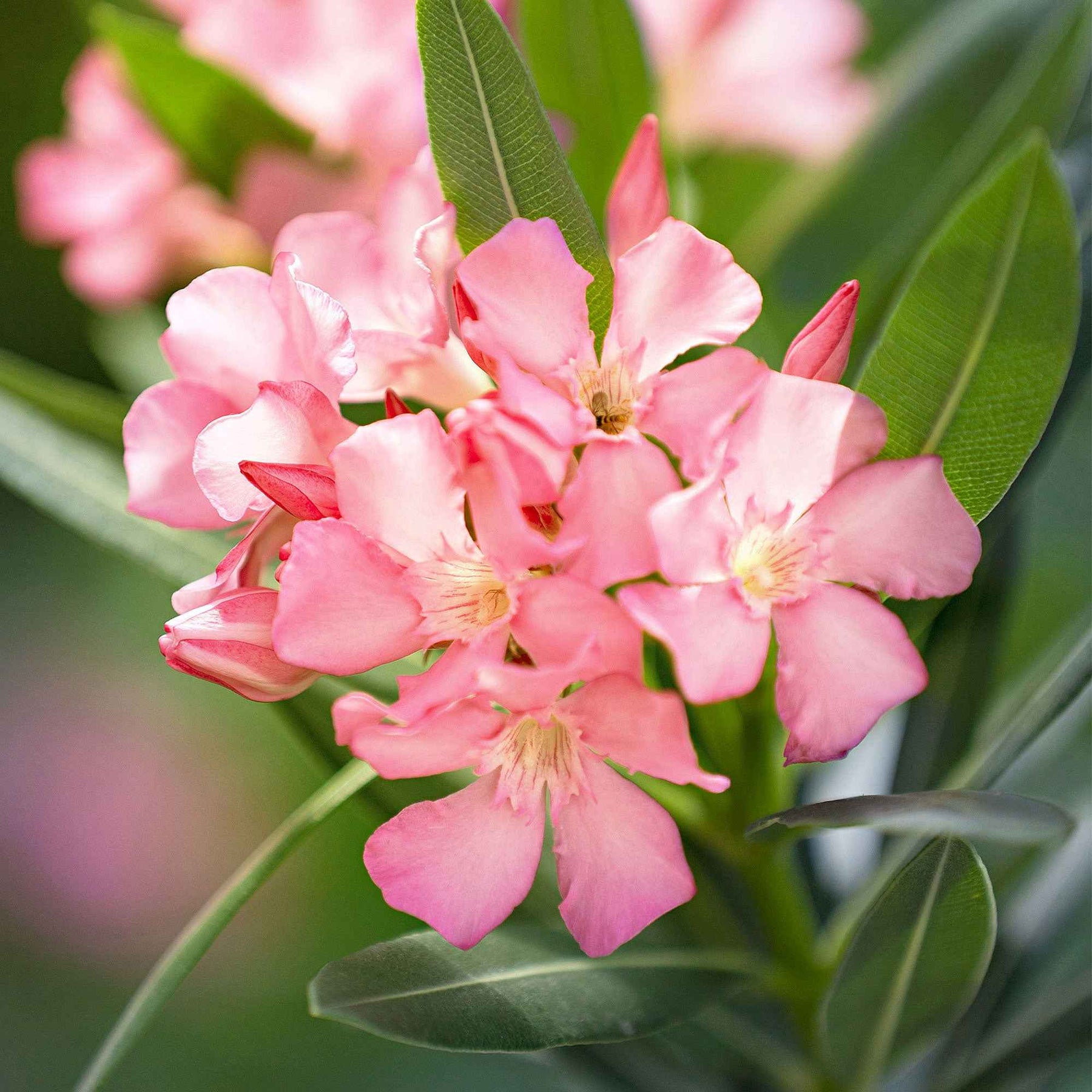 Vente Laurier-rose - Nerium oleander