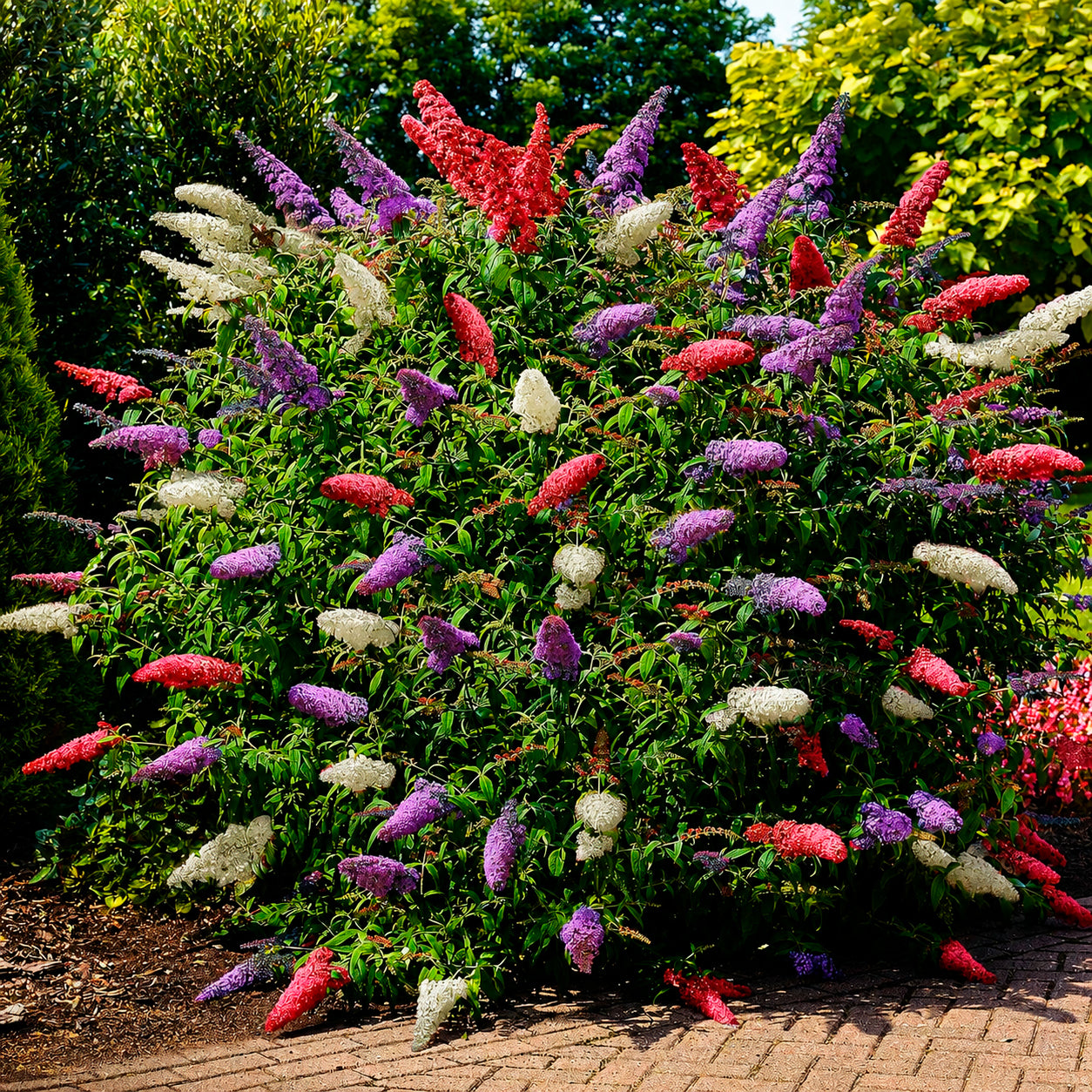 Buddleja davidii empire blue, pinkdelight, white - Arbre à papillons tricolore - Arbres aux papillons