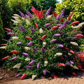 Buddleja davidii empire blue, pinkdelight, white - Arbre à papillons tricolore - Arbres aux papillons