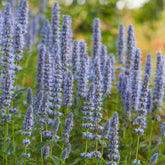 Agastache Blue Fortune - Willemse