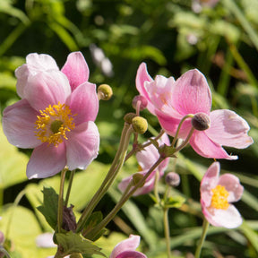 Anemone hupehensis 'september charm' - Anémone japonaise September Charm - Anémones