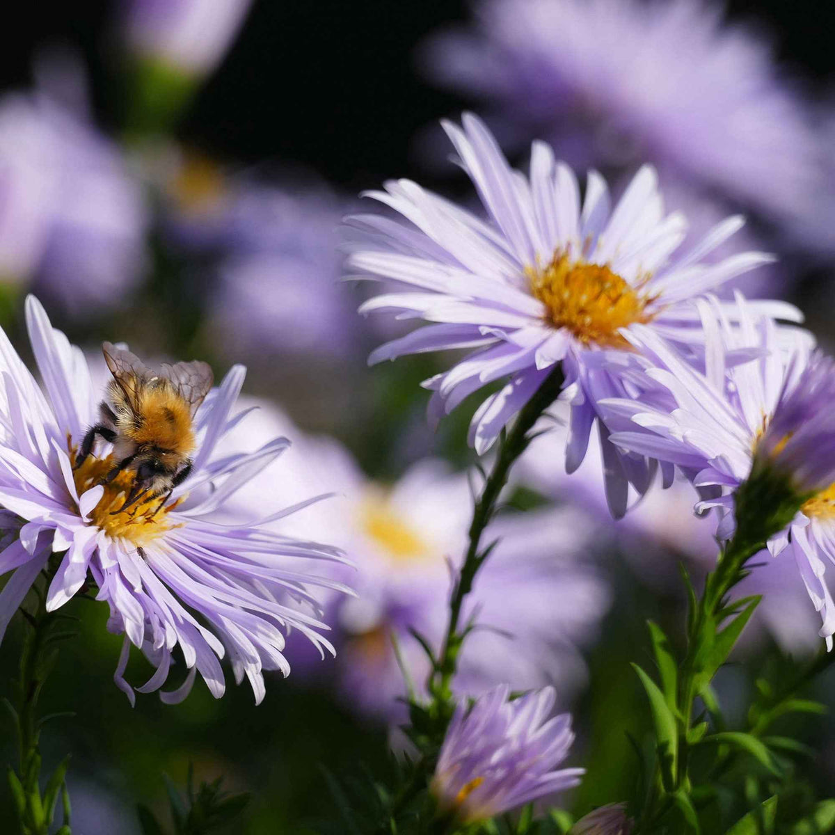 3 Astères nains d'Automne Asran - Aster ageratoides Asran - Willemse