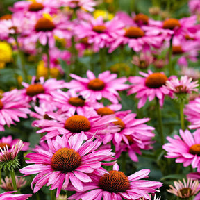Echinacea purpurea - Echinacée pourpre - Échinacée - Echinacea