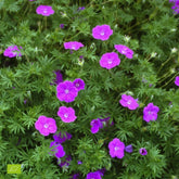 Géranium vivace sanguin rose foncé - Willemse