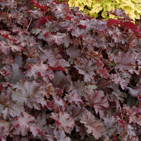 Heuchère Chocolate Ruffles - Heuchera Chocolate Ruffles - Willemse
