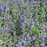 Nepeta Walker's Low - Willemse