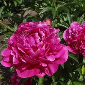 Paeonia lactiflora Sarah Bernhardt, Sorbet, Karl Rosenfield - Trio de Pivoines rose et rouge  - Pivoines