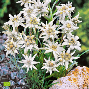 Leontopodium alpinum - Edelweiss des Alpes - Plantes vivaces de montagne