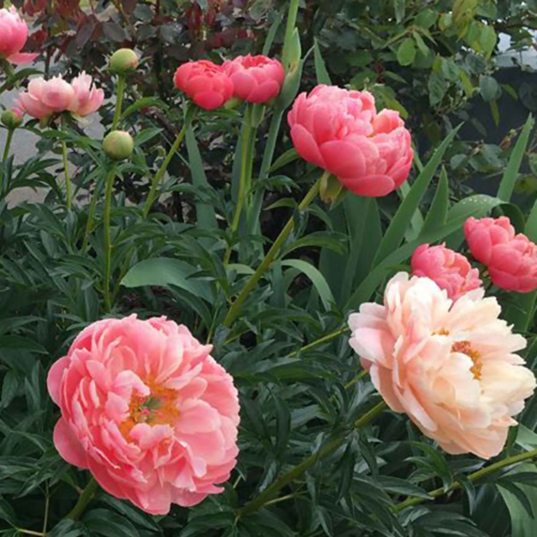 Paeonia lactiflora Coral Sunset - Pivoine Corail - Pivoines