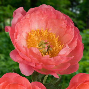 Pivoines - Pivoine Corail - Paeonia lactiflora Coral Sunset