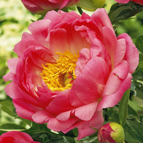 Vente Pivoine Corail - Paeonia lactiflora Coral Sunset