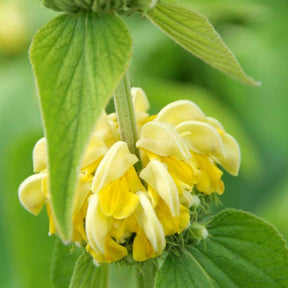 Phlomis russeliana - Sauge de Jérusalem - Sauges