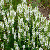 Sauge des bois Schneehügel - Willemse