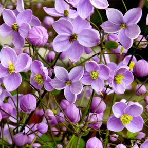 Thalictrum delavayi - Pigamon du père Delavay - Pigamon