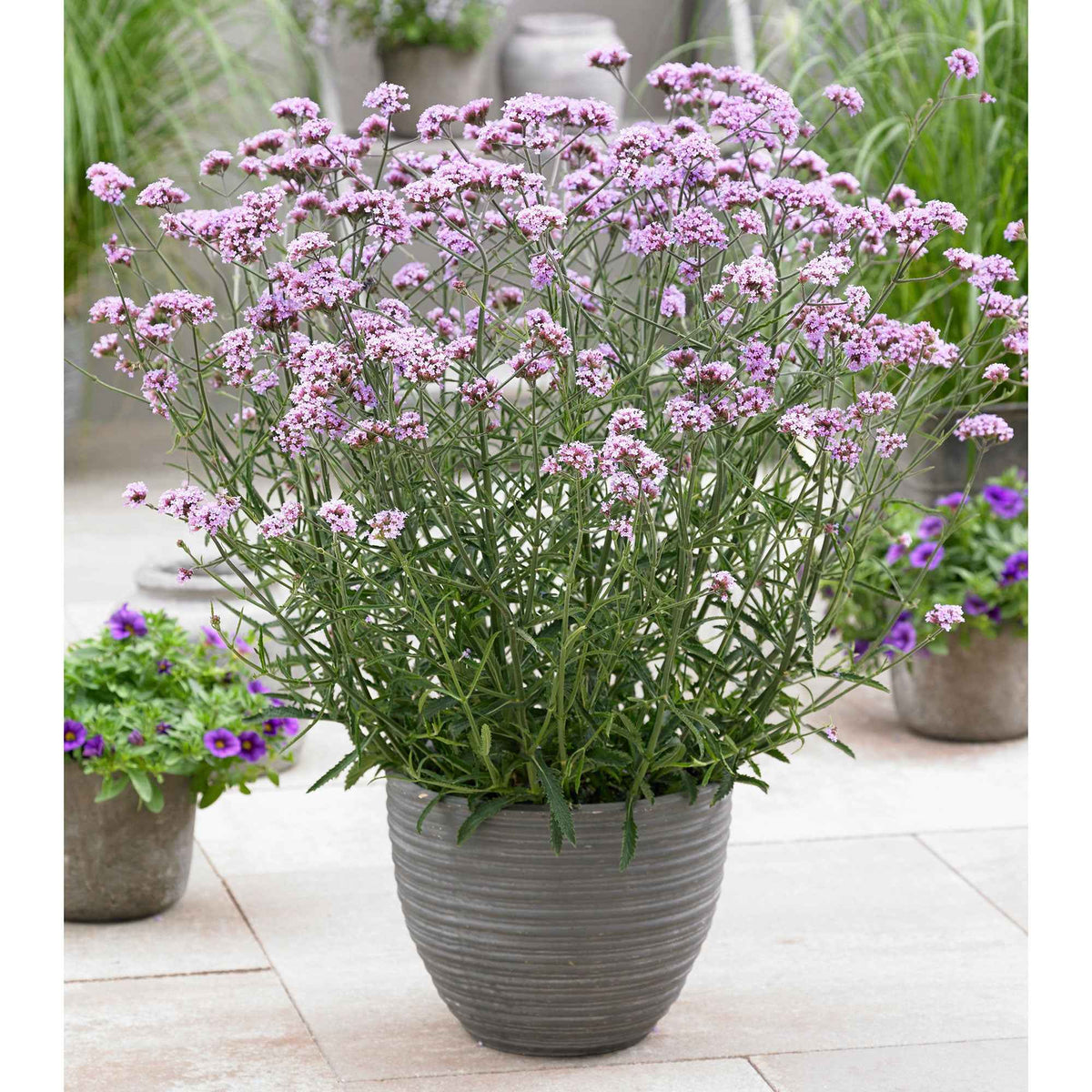Verveine de Buenos Aires naine Lollipop - Willemse