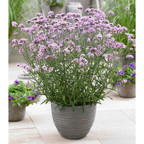Verveine de Buenos Aires naine Lollipop - Willemse
