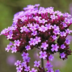 Verbena bonariensis Lollipop - Verveine de Buenos Aires naine Lollipop - Verveine