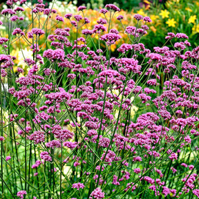 Verbena bonariensis - Verveine de Buenos Aires - Verveine