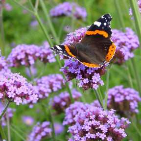Verveine - Verveine de Buenos Aires - Verbena bonariensis