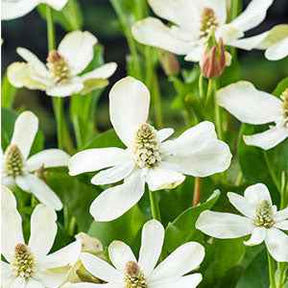 Anémopsis de Californie - Willemse