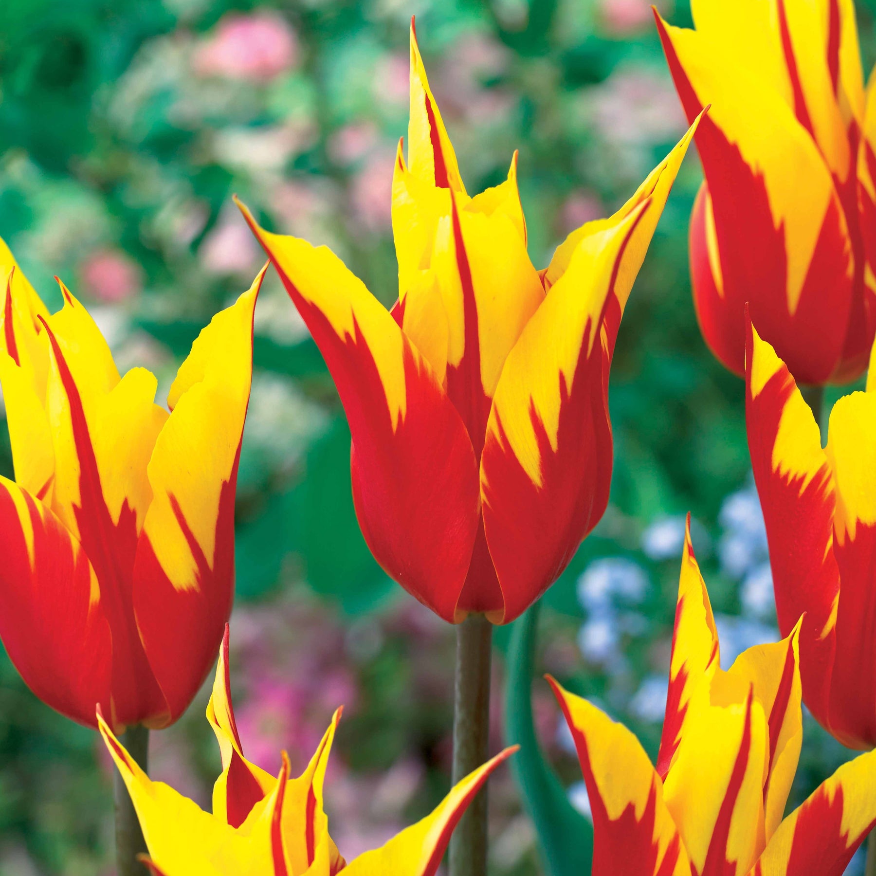 10 tulipes à fleur de lis Ailes de feu - Willemse