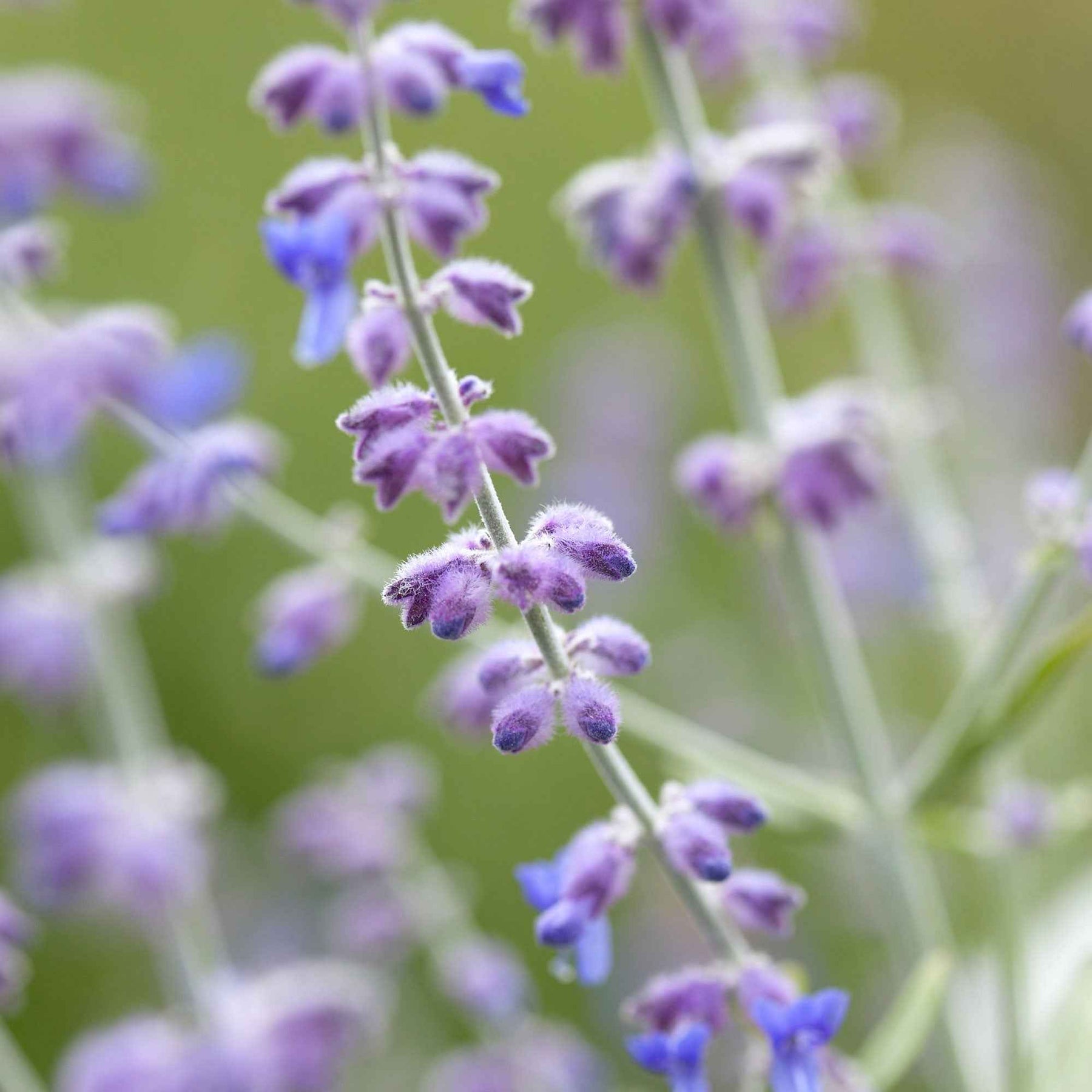 Vente Perovskia atriplicifolia Blue spire - Perovskia atriplicifolia blue spire