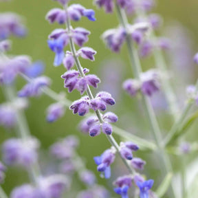 Vente Perovskia atriplicifolia Blue spire - Perovskia atriplicifolia blue spire