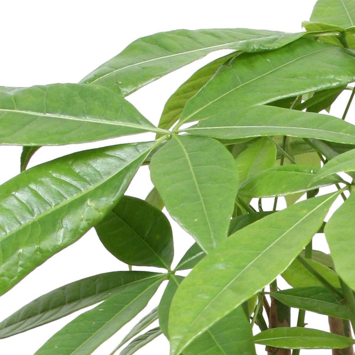 Châtaignier de Guyane - Pachira aquatica - Willemse
