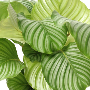 Calathea orbifolia - Calathea