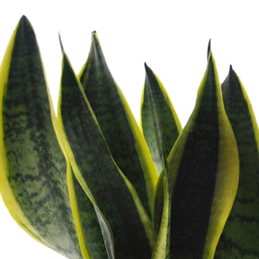  strelitzia, chamaedorea, asplenium crispy wave, sansevieria - Collection de 4 plantes d'intérieur vertes - Collections de plantes d'intérieur