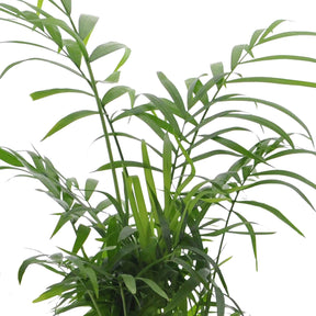 Collections de plantes d'intérieur - Collection de 4 plantes d'intérieur vertes -  strelitzia, chamaedorea, asplenium crispy wave, sansevieria