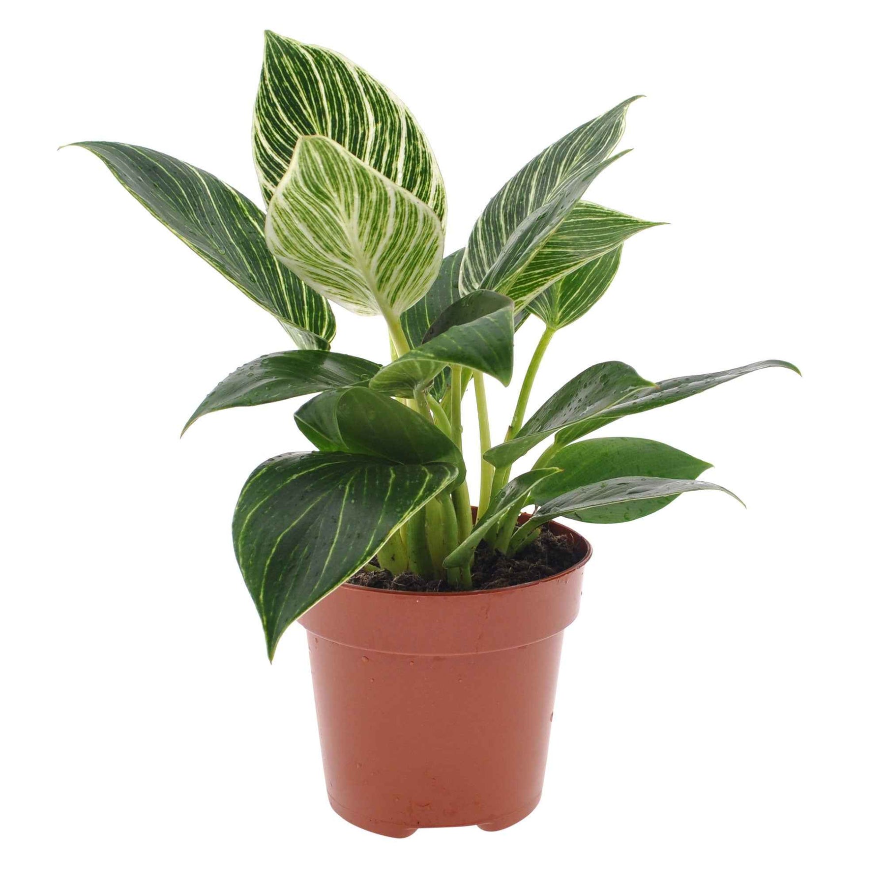 Philodendron - Philodendron Monstera White Wave - Philodendron white wave