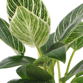 Vente Philodendron Monstera White Wave - Philodendron white wave