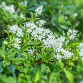 Ligustrum ovalifolium - Troène de Californie - Troènes